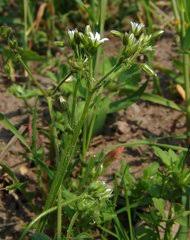 Image result for Cerastium afromontanum