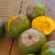 Image result for Pouteria