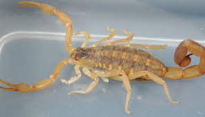 Say, wayne schmidt gave it a test time in 2008, proving that even a decade ago, there were working ultrasonic ant repellents. Do Ultrasonic Pest Repellers Work On Scorpions Pest Control Diagram
