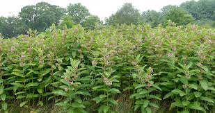 Image result for Asclepias schumanniana