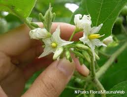 Image result for Solanum torvum