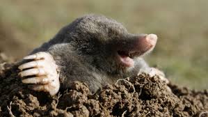 Moles are members of the mammal family talpidae in the order soricomorpha. Animal Mole Wallpaper Resolution 2508x1411 Id 716865 Wallha Com