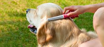 Golden duck hair brush, small round brush ( silver ) The 5 Best Brushes For Golden Retrievers Golden Retriever Life