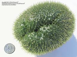 Image result for Sechium