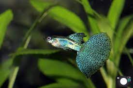 Guppy Grass Tail Blue Guppy Fish Guppy Aquarium Fish