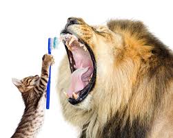It's not too tricky to get cats used to getting their teeth cleaned. Cat Dental Care Why Dental Care Is Important For Your Cat