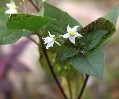 Image result for Solanum memphiticum