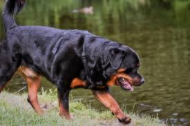 You can adopt a rottweiler at a much lower cost than buying one from a breeder. Rottweiler Price In India Feeding Cost Breed Attributes Latest 2021