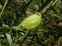 Image result for Gomphocarpus fruticosus