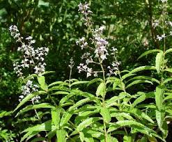 Mountainroseherbs.com has been visited by 10k+ users in the past month Lemon Verbena Aloysia Triphylla Lippia Citriodora Fool Recipe