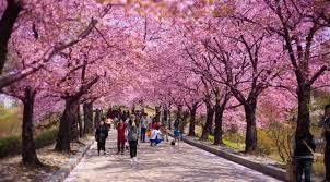 Musim semi biasanya dimulai dari akhir bulan maret hingga awal bulan mei. Https Travel Okezone Com Read 2017 09 25 406 1782347 Tak Hanya Jepang Kamu Juga Bisa Menikmati Bunga Sakura Di Korea Selatan