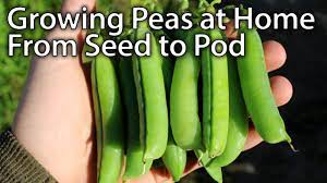 How To Grow Peas From Planting To Harvesting Youtube Growing Peas Growing Vegetables Growing