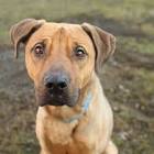 German Shepherd Pitbull Mix - 10 Interesting Facts About ...