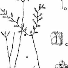 Image result for Gymnosiphon longistylus