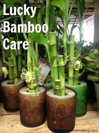 Lucky Bamboo Care Lucky Bamboo Care Bamboo Care Lucky Bamboo Plants