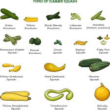 Image result for Cucurbitaceae