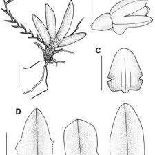 Image result for Kylicanthe rohrii