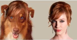 Mad Men In Kopekleri Mad Men Kopek Vizsla