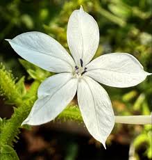 Image result for Plumbaginaceae