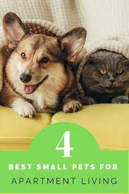 The Best Small Pets For Apartments Small Pet Carrier Tips Best Small Pets Small Pet Carrier Pets