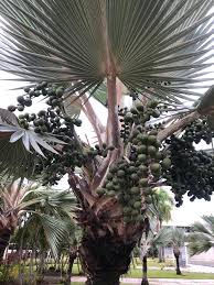 Image result for Latania loddigesii