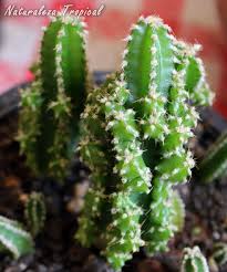 Cactus grande redondo con flores de crochet. Identifica Tus Cactus Aqui