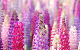 Pin On Flowers
