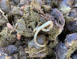 The package you choose should also say how often to feed your horse, based on weight. Why Is My Previously Dewormed Yearling Pooping Parasites The Horse