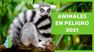 ✓ descarga las mejores imágenes de animales de alta calidad para usar en tus proyectos o como. Animales En Peligro De Extincion Lista 2021 Y Video