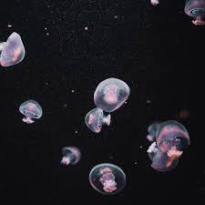 Download Wallpaper 2780x2780 Jellyfish Underwater World Dark Aesthetics Ipad Air Ipad Air 2 Ipad 3 Ipad 4 Ipad Mini 2 Ipad Mini 3 Ipad Mini 4 Ipad Pro 9 7 For Parallax Hd Background
