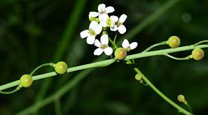 Image result for Crambe