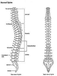 Questions And Answers About Scoliosis In Children And Adolescents Axial Skeleton Medical Anatomy Cervical