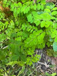 Image result for Hunteria zeylanica