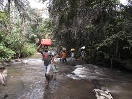 Image result for Orthopichonia schweinfurthii