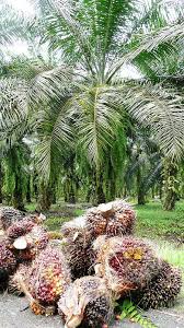 Flora And Fauna Of The Borneo Rainforest Palm Fruit Oil Borneo Rainforest Palm Oil