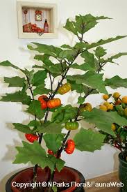 Image result for Solanum aethiopicum