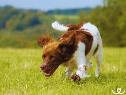 Image result for velššpringršpaněl