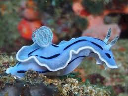 Sea Creature Beautiful Sea Creatures Blue Sea Slug Sea Slug