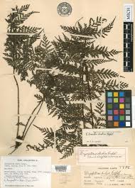 Image result for Tectaria fernandensis