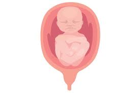 Download Baby In Womb Svg Cut File By Creative Fabrica Crafts Creative Fabrica PSD Mockup Templates