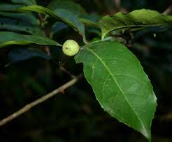 Image result for Rawsonia lucida