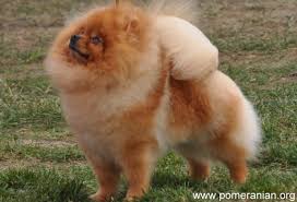 In general, a healthy dog will drink enough water daily to stay well hydrated, but there are a few instances where dehydration can occur. How Much Water Should Your Pomeranian Drink Daily