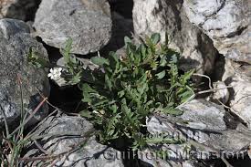 Image result for Oreophyton