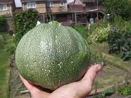 Jul 26, 2020 · for vegetables, zucchini and potatoes are typical for this stew. Round Courgette Youtube