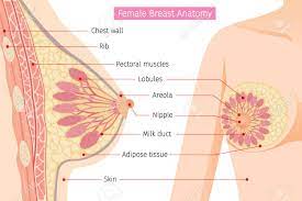 The female pelvic area contains a number of organs and structures. Cross Section Of Female Breast Anatomy Mammary Boob Body Royalty Free Cliparts Vectors And Stock Illustration Image 82050345