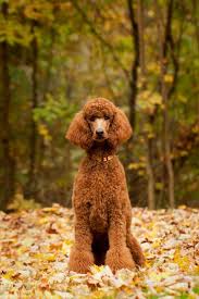 40 Medium Sized Dog Breeds That Are The Perfect First Pet For Any Family Poodle Dog Poodle Puppy Dog Breeds