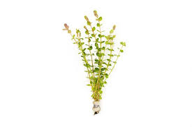 Image result for Rotala submersa