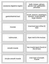 Digestive System Flash Cards Free Free Teacher Resources School Nurse Jobs Online Nursing Schools Top Nursing Schools