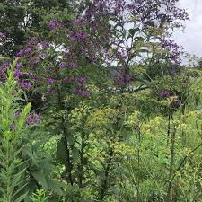 Image result for Vernonia