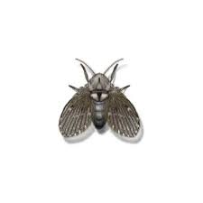 Drain flies or moth flies are a common problem in most households. Drain Fly Identification Habits Behavior Hitmen Termite Pest Control